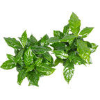 2er-Set Kaffeepflanze - Coffea Arabica - Höhe ca. 20 cm, Topf-Ø 9 cm