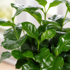 2er-Set Kaffeepflanze - Coffea Arabica - Höhe ca. 20 cm, Topf-Ø 9 cm
