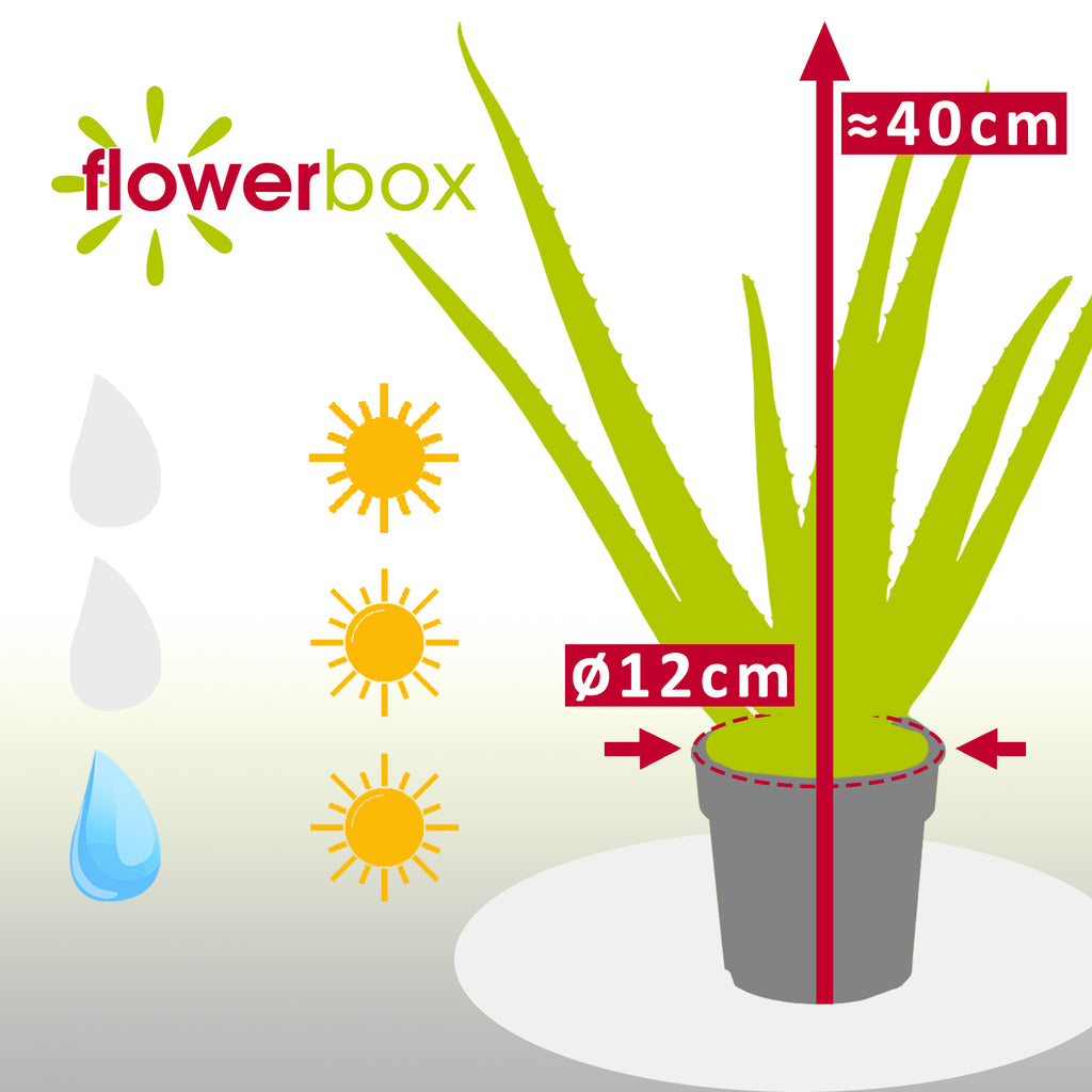 Echte Aloe - Aloe vera - Höhe ca. 40 cm, Topf-Ø 12 cm