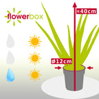 Echte Aloe - Aloe vera - Höhe ca. 40 cm, Topf-Ø 12 cm