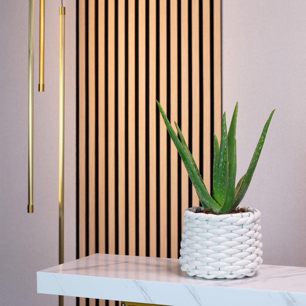 Echte Aloe - Aloe vera - Höhe ca. 40 cm, Topf-Ø 12 cm