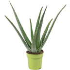 Echte Aloe - Aloe vera - Höhe ca. 35 cm, Topf-Ø 12 cm