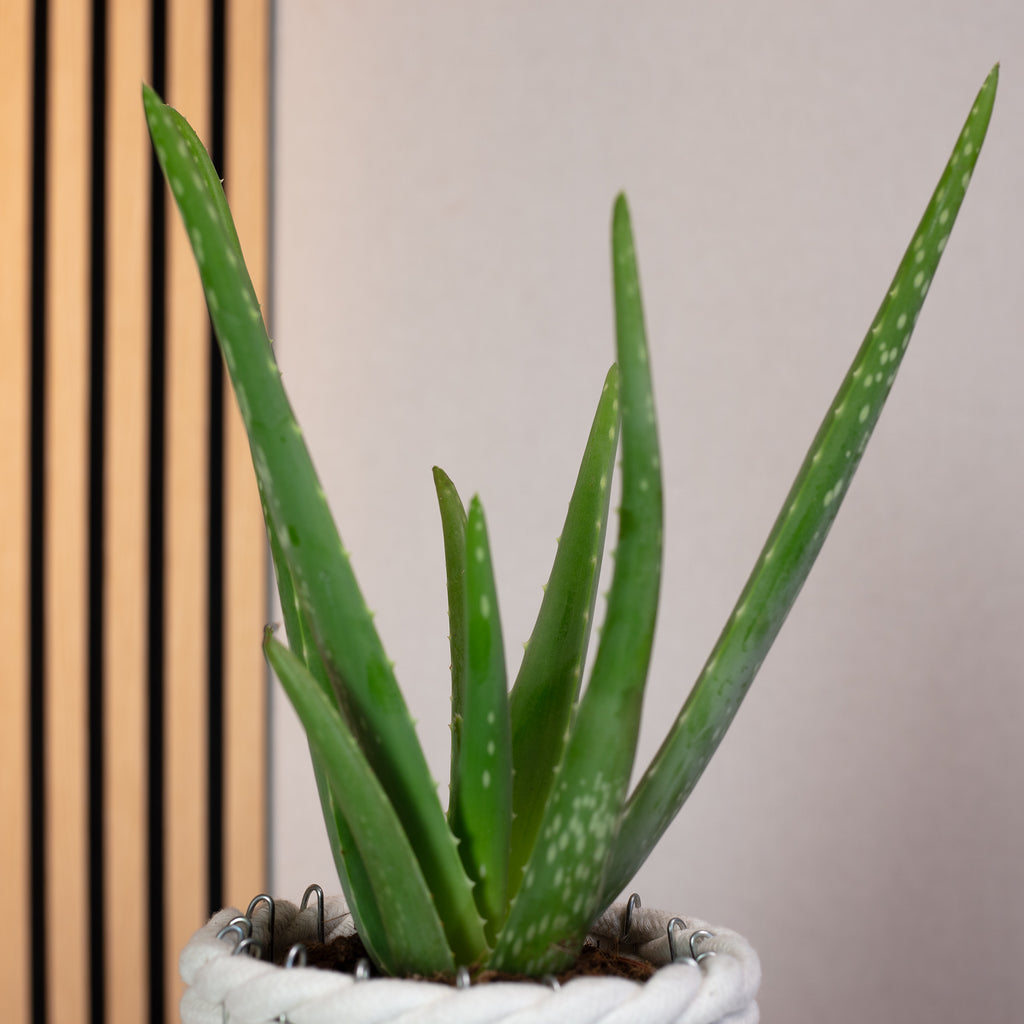 Echte Aloe - Aloe vera - Höhe ca. 35 cm, Topf-Ø 12 cm