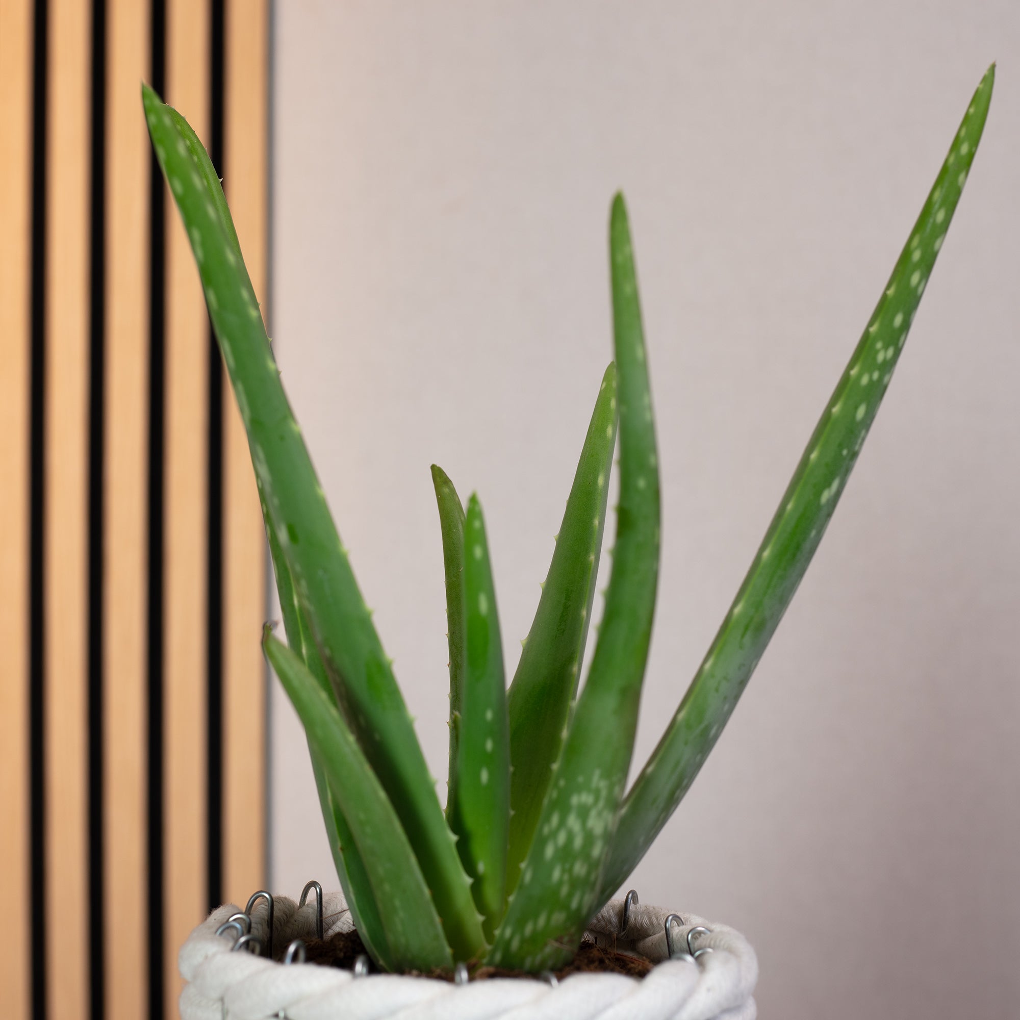 Echte Aloe - Aloe vera - Höhe ca. 35 cm, Topf-Ø 12 cm