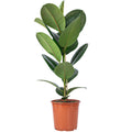 Gummibaum 1-stämmig - Ficus elastica 'Robusta' - Höhe ca. 70 cm, Topf-Ø 21 cm