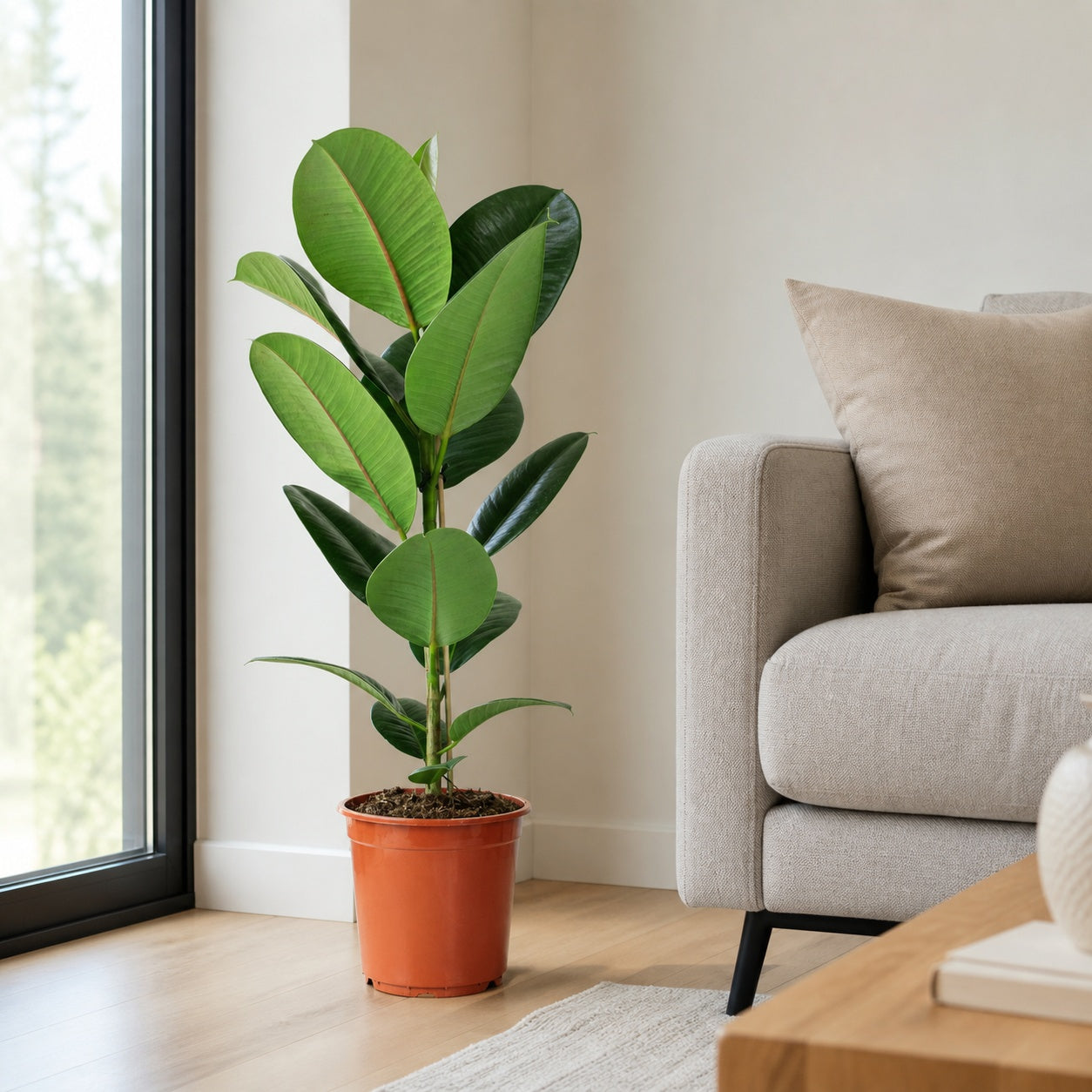 Rubber tree, single-trunked - Ficus elastica 'Robusta' - Height approx. 70 cm, pot diameter 21 cm