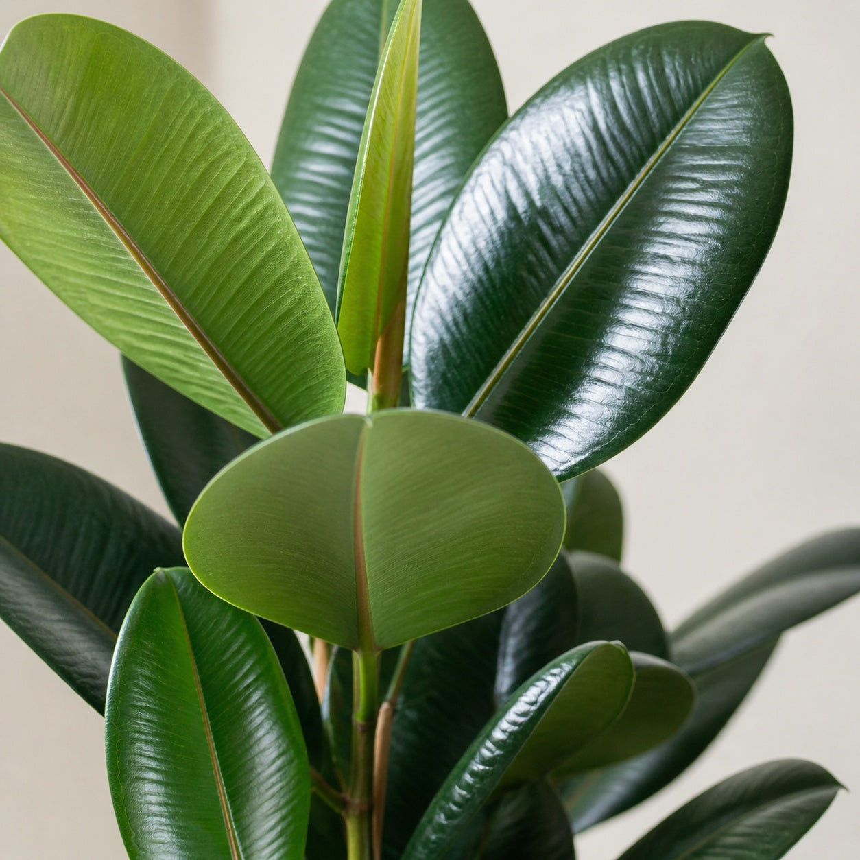 Rubber tree, single-trunked - Ficus elastica 'Robusta' - Height approx. 70 cm, pot diameter 21 cm