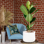 Gummibaum 1-stämmig - Ficus elastica 'Robusta' - Höhe ca. 70 cm, Topf-Ø 21 cm