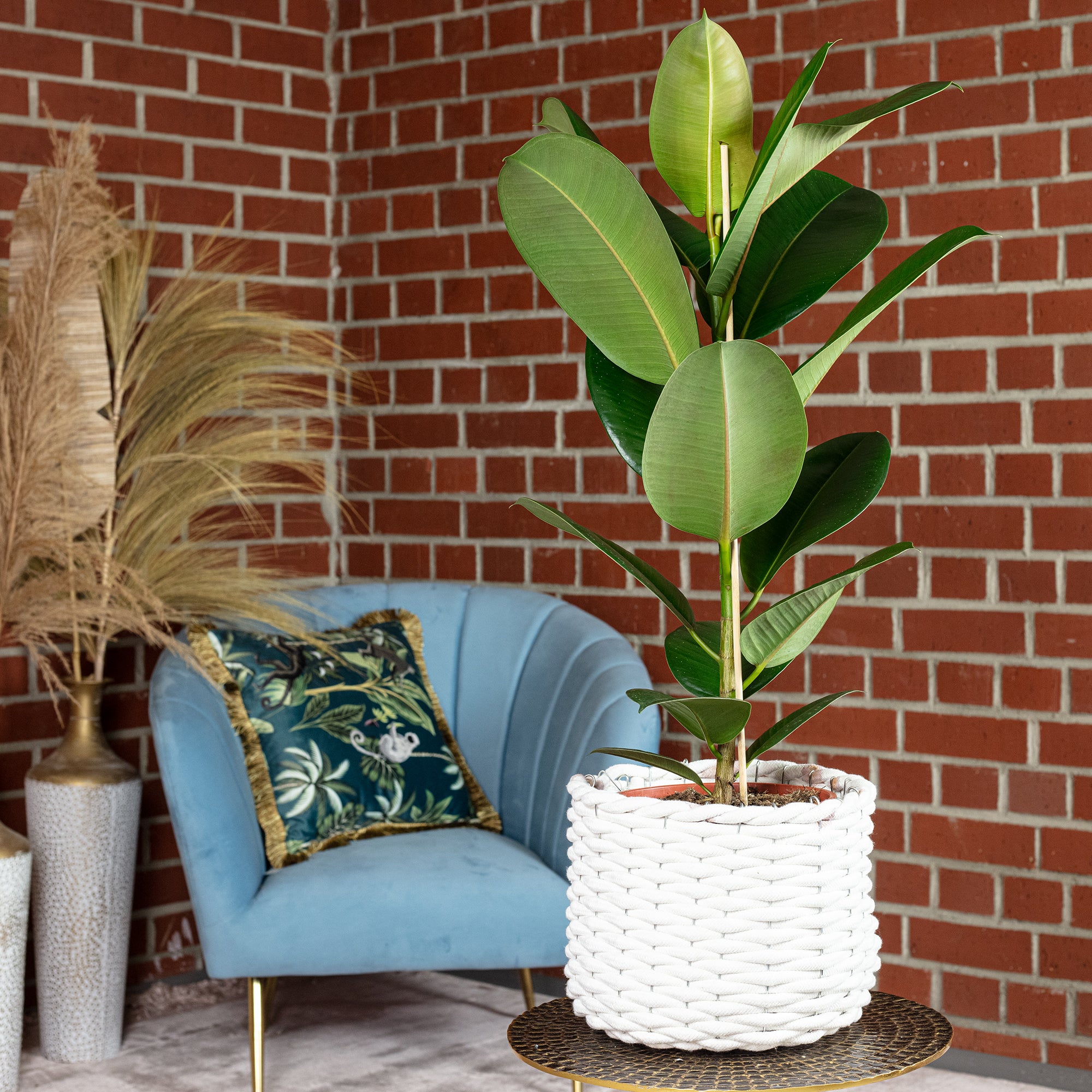 Gummibaum 1-stämmig - Ficus elastica 'Robusta' - Höhe ca. 70 cm, Topf-Ø 21 cm