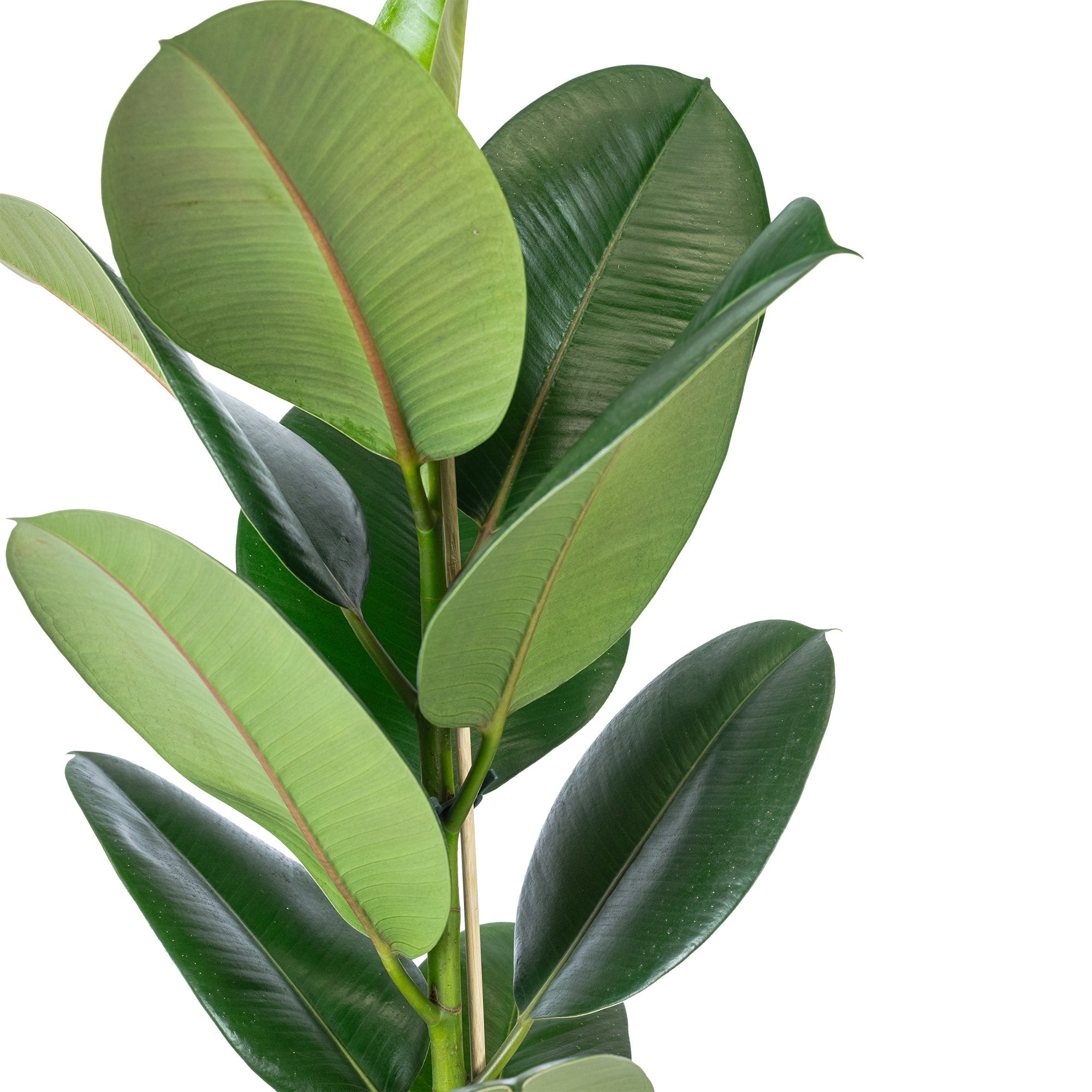 Gummibaum 1-stämmig - Ficus elastica 'Robusta' - Höhe ca. 70 cm, Topf-Ø 21 cm