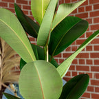 Gummibaum 1-stämmig - Ficus elastica 'Robusta' - Höhe ca. 70 cm, Topf-Ø 21 cm