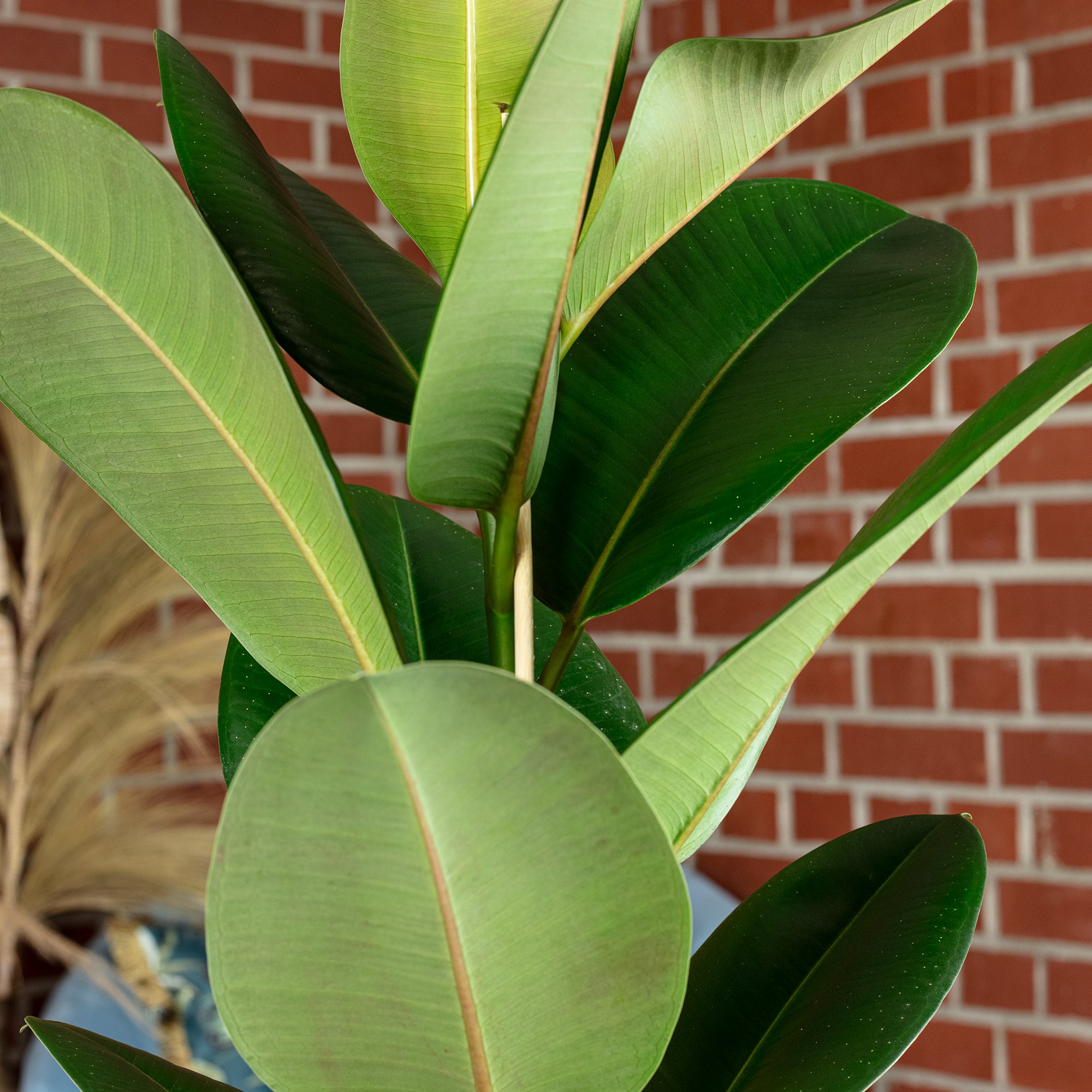 Gummibaum 1-stämmig - Ficus elastica 'Robusta' - Höhe ca. 70 cm, Topf-Ø 21 cm