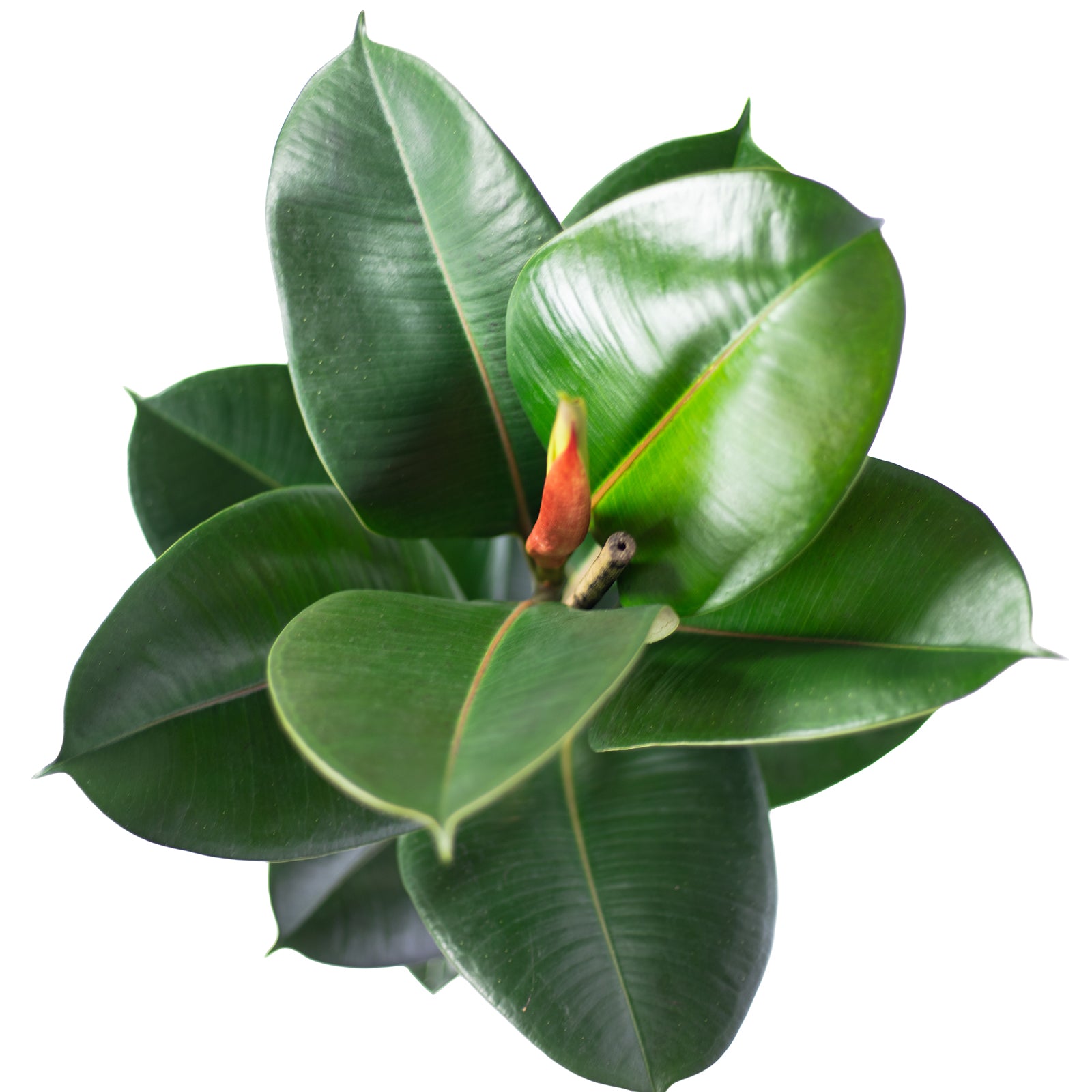 Gummibaum 1-stämmig - Ficus elastica 'Robusta' - Höhe ca. 70 cm, Topf-Ø 21 cm