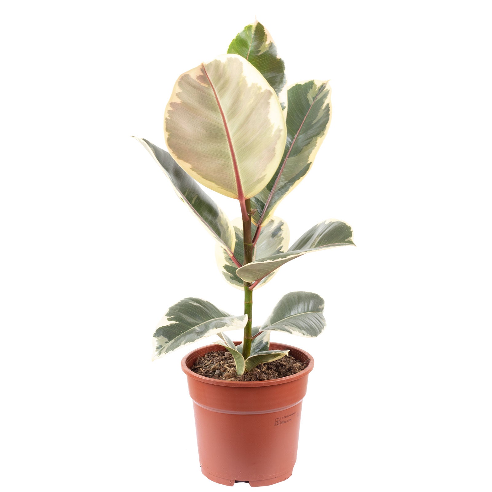 Rubber plant - Ficus elastica 'Tineke' - Height approx. 50 cm, pot diameter 17 cm