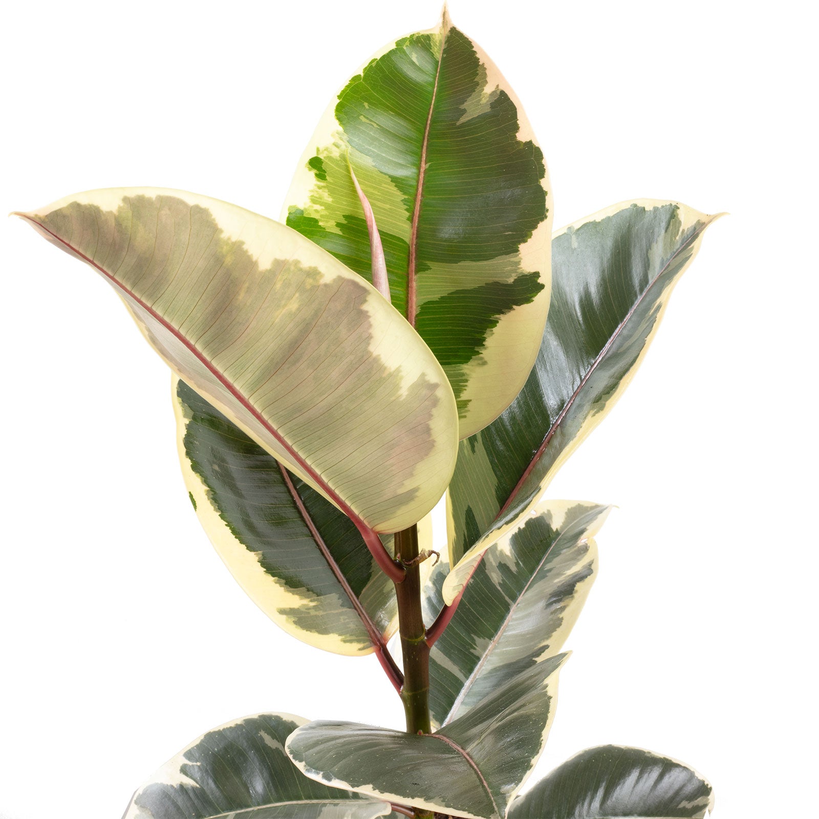 Rubber plant - Ficus elastica 'Tineke' - Height approx. 50 cm, pot diameter 17 cm