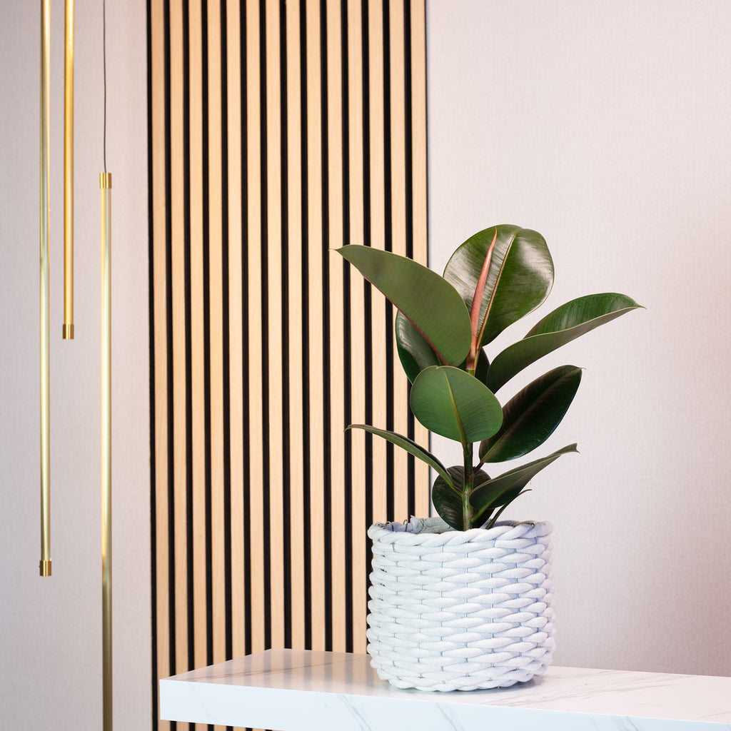 Gummibaum - Ficus elastica 'Robusta' - Höhe ca. 50 cm, Topf-Ø 17 cm