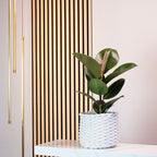 Gummibaum - Ficus elastica 'Robusta' - Höhe ca. 50 cm, Topf-Ø 17 cm