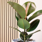 Gummibaum - Ficus elastica 'Robusta' - Höhe ca. 50 cm, Topf-Ø 17 cm