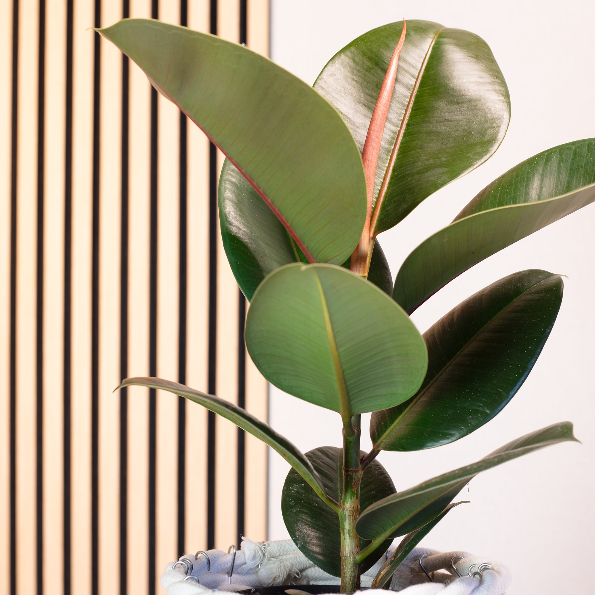 Gummibaum - Ficus elastica 'Robusta' - Höhe ca. 50 cm, Topf-Ø 17 cm