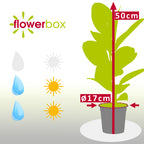 Gummibaum - Ficus elastica 'Robusta' - Höhe ca. 50 cm, Topf-Ø 17 cm