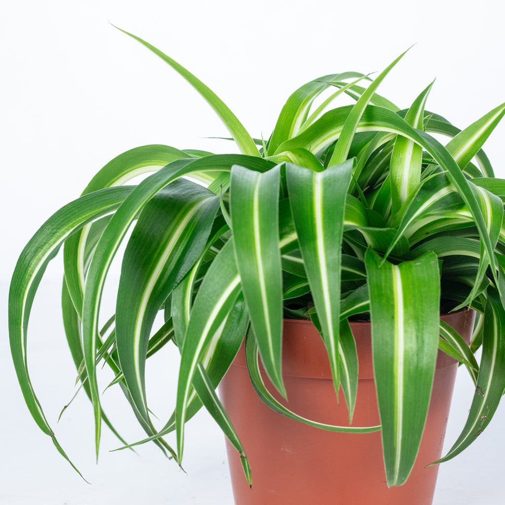 Chlorophytum comosum 'Bonnie' - Hauteur env. 25 cm, diamètre du pot 12 cm