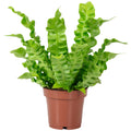 Nest fern - Asplenium nidus 'Crispy Wave' - height approx. 25 cm, pot diameter 12 cm