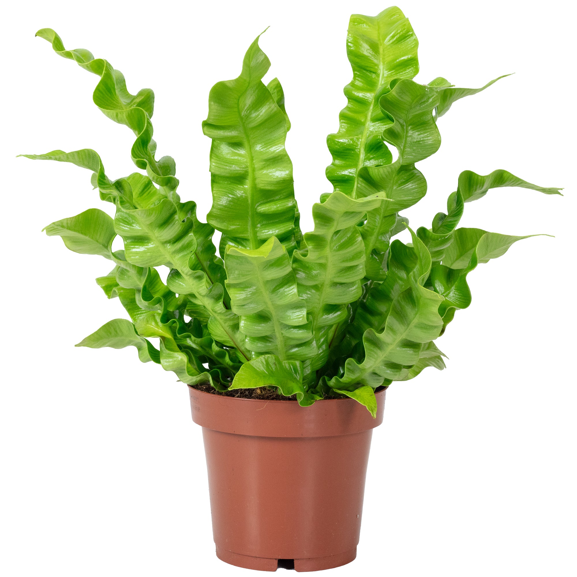 Nestfarn - Asplenium nidus 'Crispy Wave' - Höhe ca. 25 cm, Topf-Ø 12 cm