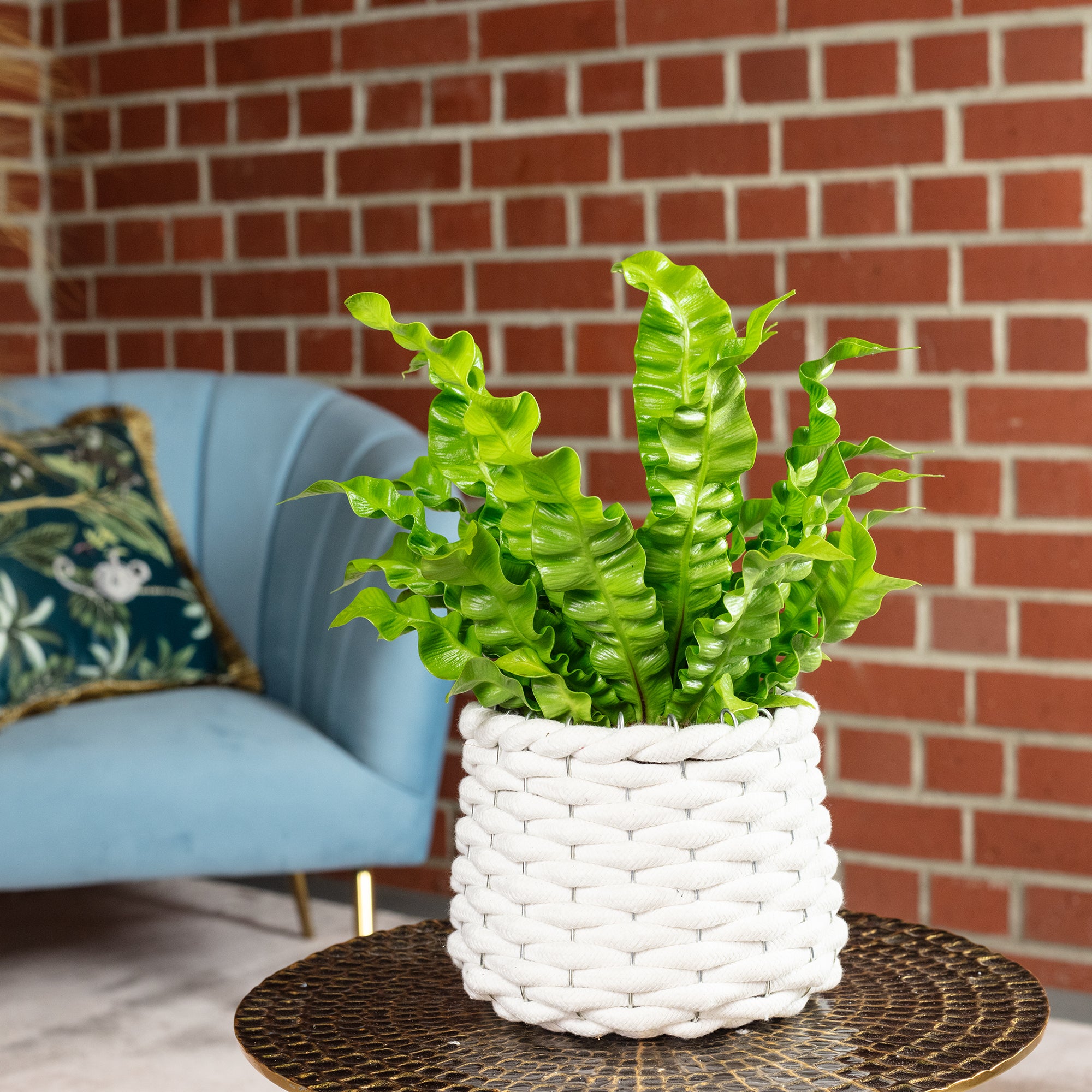 Nestfarn - Asplenium nidus 'Crispy Wave' - Höhe ca. 25 cm, Topf-Ø 12 cm