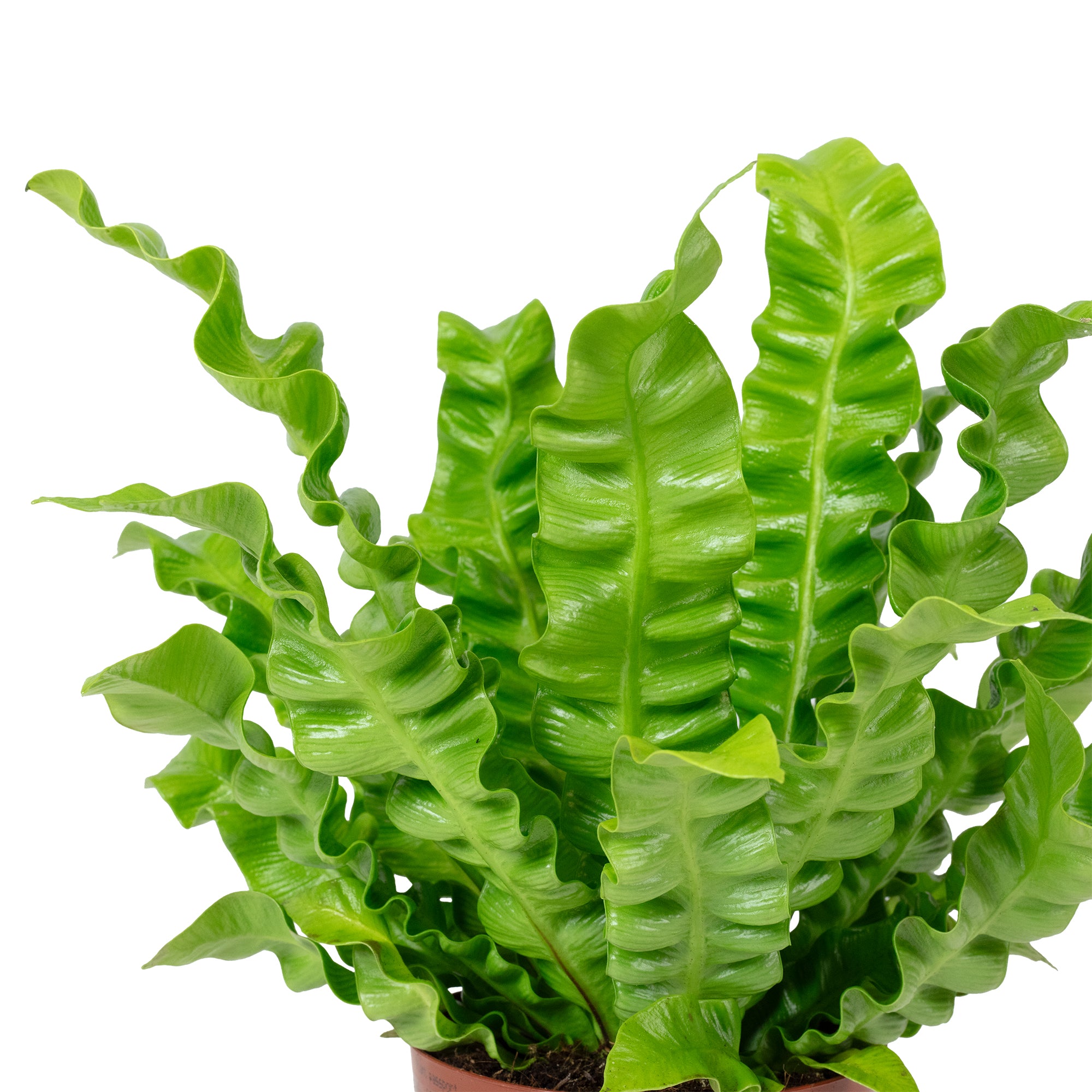 Nestfarn - Asplenium nidus 'Crispy Wave' - Höhe ca. 25 cm, Topf-Ø 12 cm