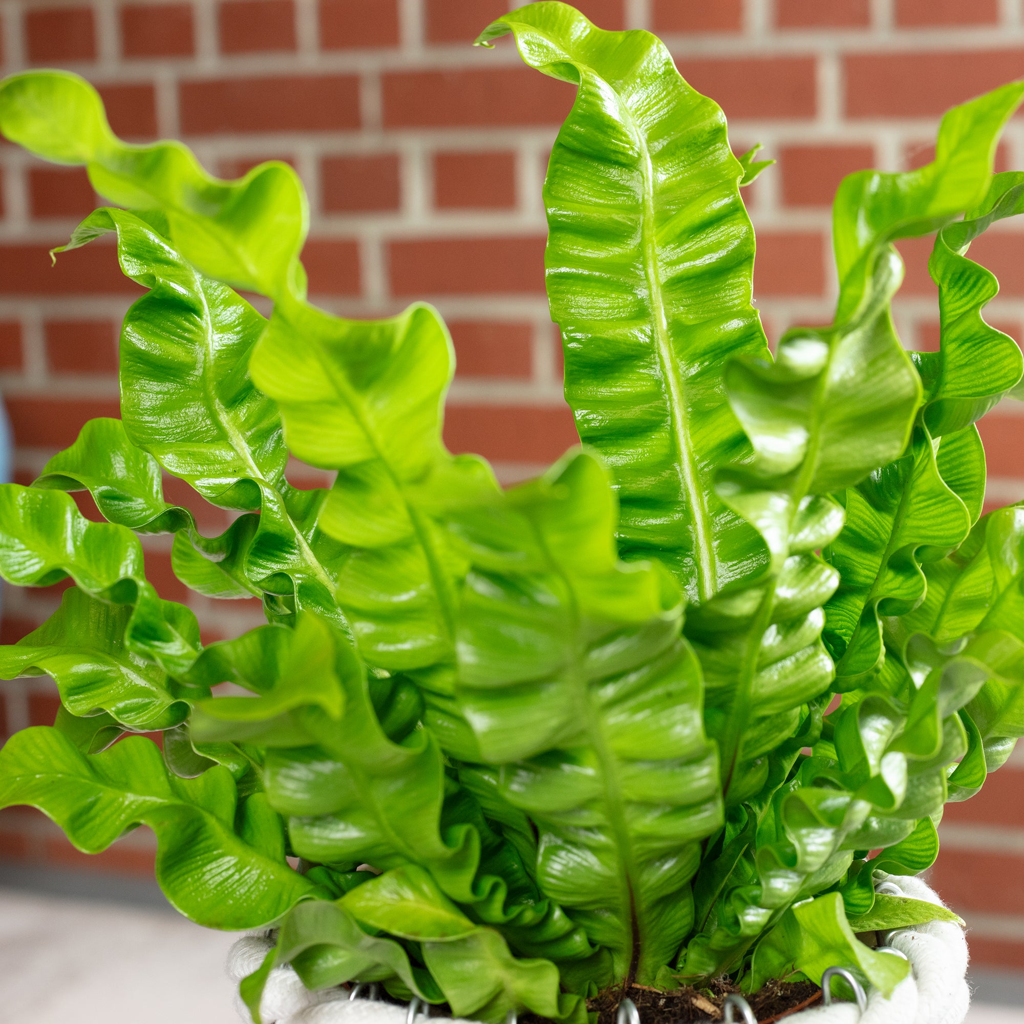 Nestfarn - Asplenium nidus 'Crispy Wave' - Höhe ca. 25 cm, Topf-Ø 12 cm