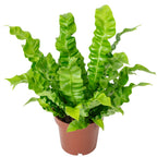 Nest fern - Asplenium nidus 'Crispy Wave' - height approx. 25 cm, pot diameter 12 cm