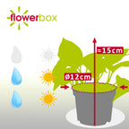 Efeutute - Epipremnum pinnatum 'Golden Pothos' - Höhe ca. 15 cm, Topf-Ø 12 cm