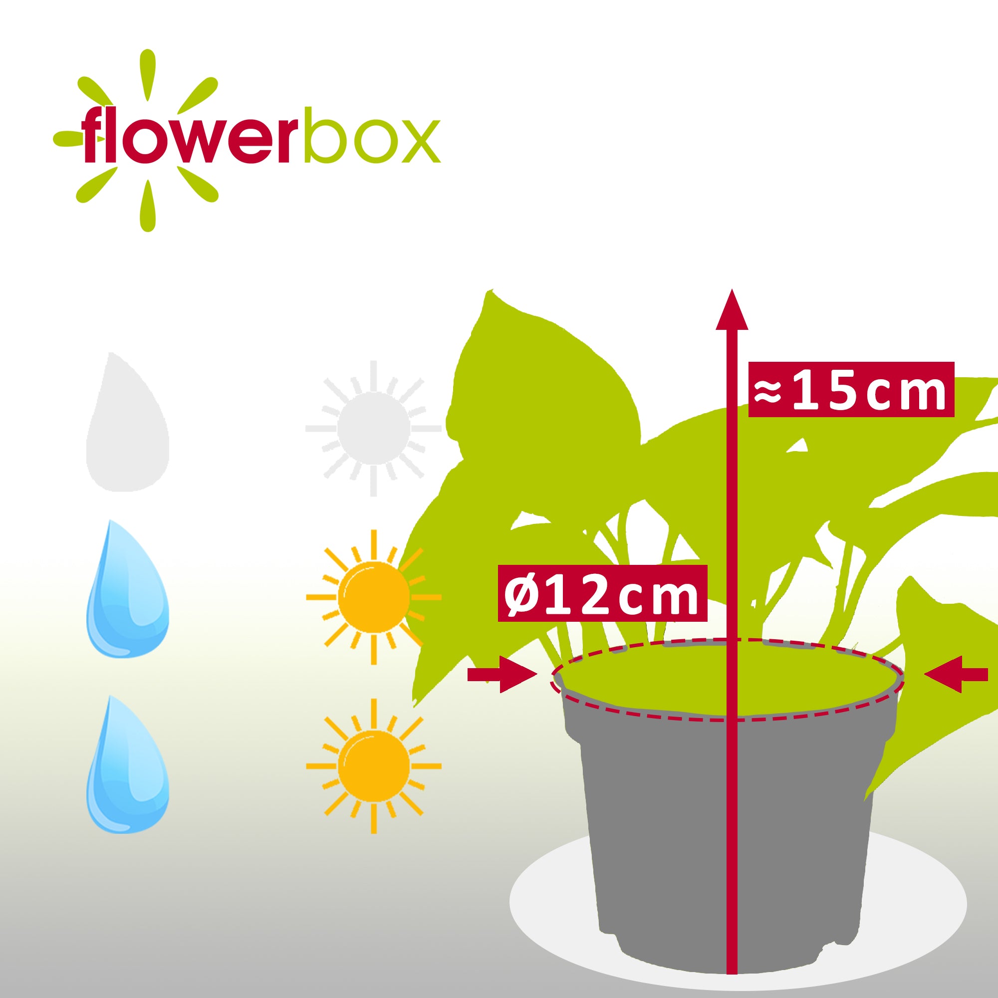 Efeutute - Epipremnum pinnatum 'Golden Pothos' - Höhe ca. 15 cm, Topf-Ø 12 cm