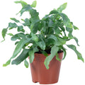 Fougère polypode dorée - Phlebodium aureum 'Blue Star' - Hauteur env. 40 cm, diamètre du pot 14 cm