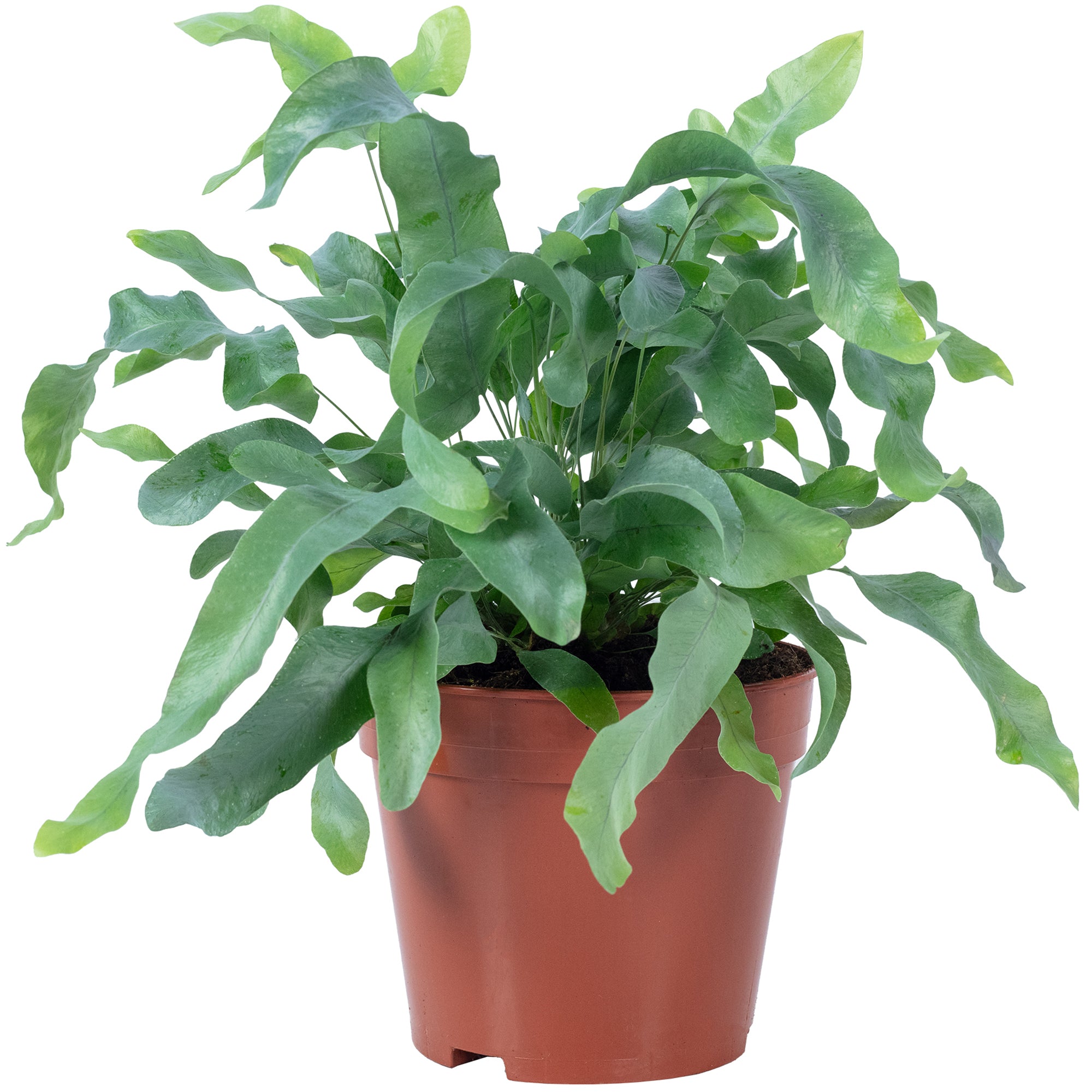 Golden polypody fern - Phlebodium aureum 'Blue Star' - Height approx. 40 cm, pot diameter 14 cm