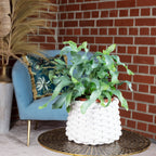 Fougère polypode dorée - Phlebodium aureum 'Blue Star' - Hauteur env. 40 cm, diamètre du pot 14 cm
