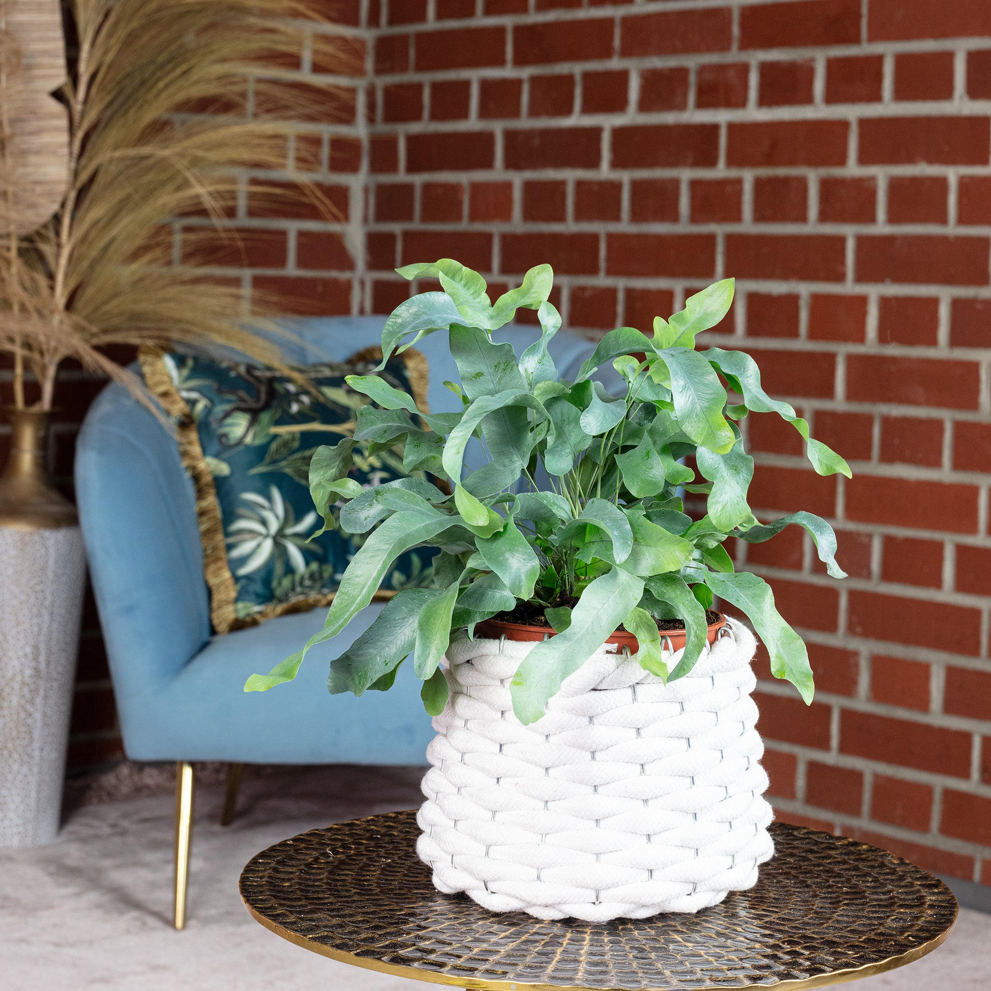 Golden polypody fern - Phlebodium aureum 'Blue Star' - Height approx. 40 cm, pot diameter 14 cm