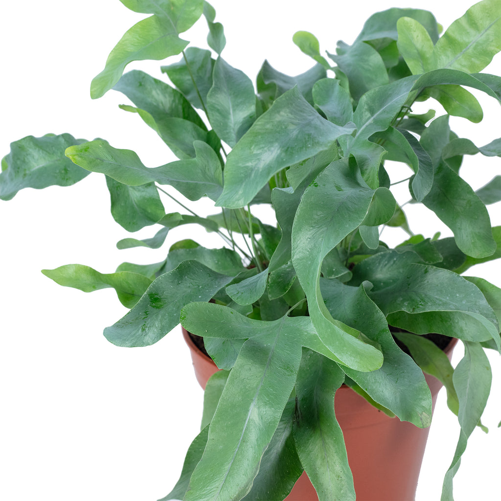 Fougère polypode dorée - Phlebodium aureum 'Blue Star' - Hauteur env. 40 cm, diamètre du pot 14 cm