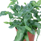 Fougère polypode dorée - Phlebodium aureum 'Blue Star' - Hauteur env. 40 cm, diamètre du pot 14 cm