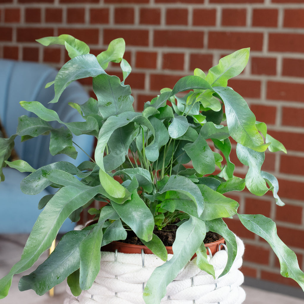 Fougère polypode dorée - Phlebodium aureum 'Blue Star' - Hauteur env. 40 cm, diamètre du pot 14 cm