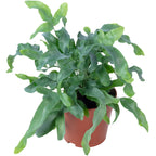 Fougère polypode dorée - Phlebodium aureum 'Blue Star' - Hauteur env. 40 cm, diamètre du pot 14 cm