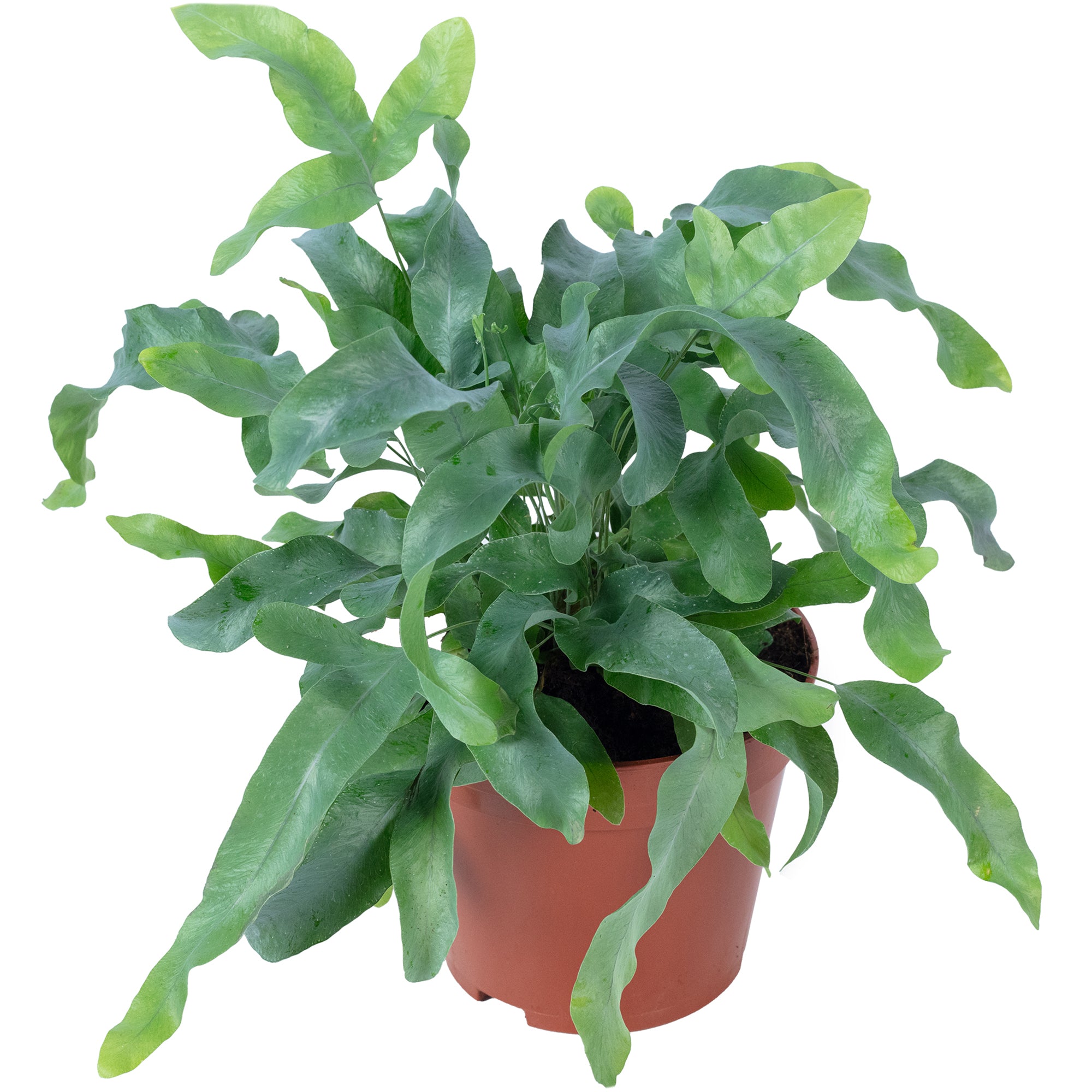 Fougère polypode dorée - Phlebodium aureum 'Blue Star' - Hauteur env. 40 cm, diamètre du pot 14 cm