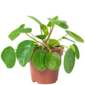 Chinese Money Plant - Pilea peperomioides - 20 cm