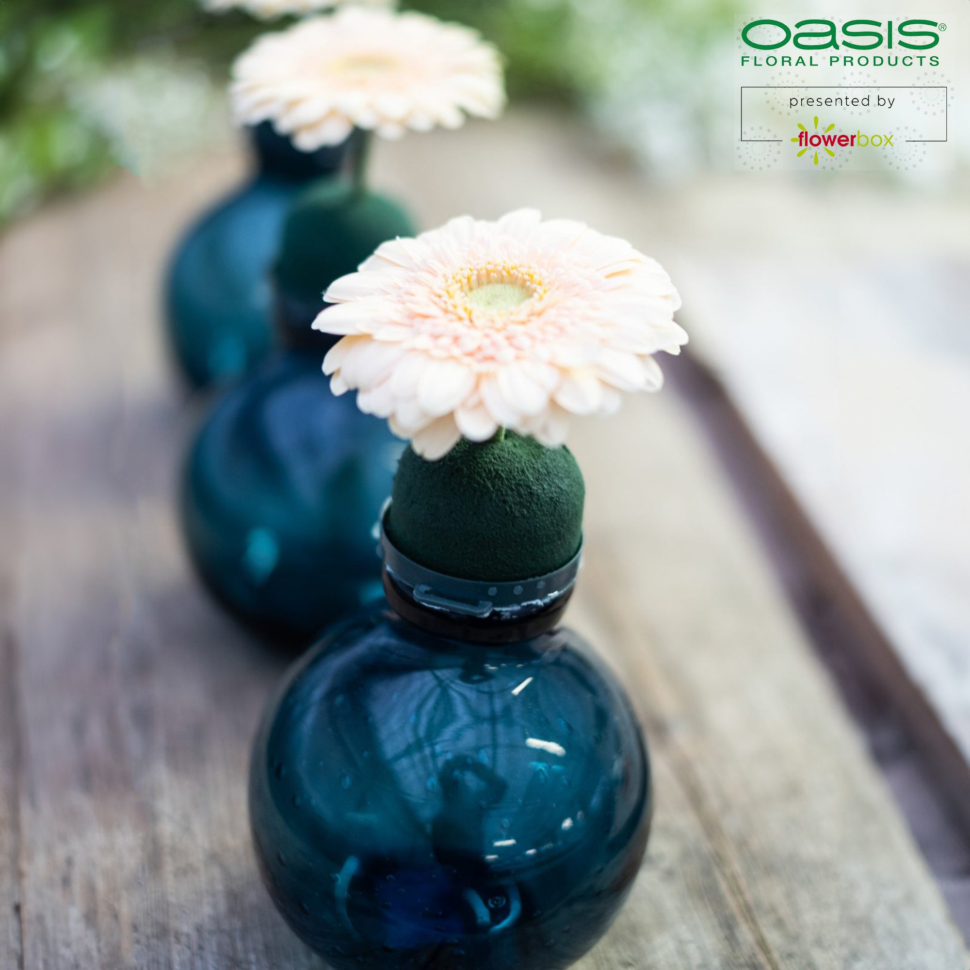 OASIS® Mini Deco IDEAL - 3.5 x 5cm Ø - 12 pcs.