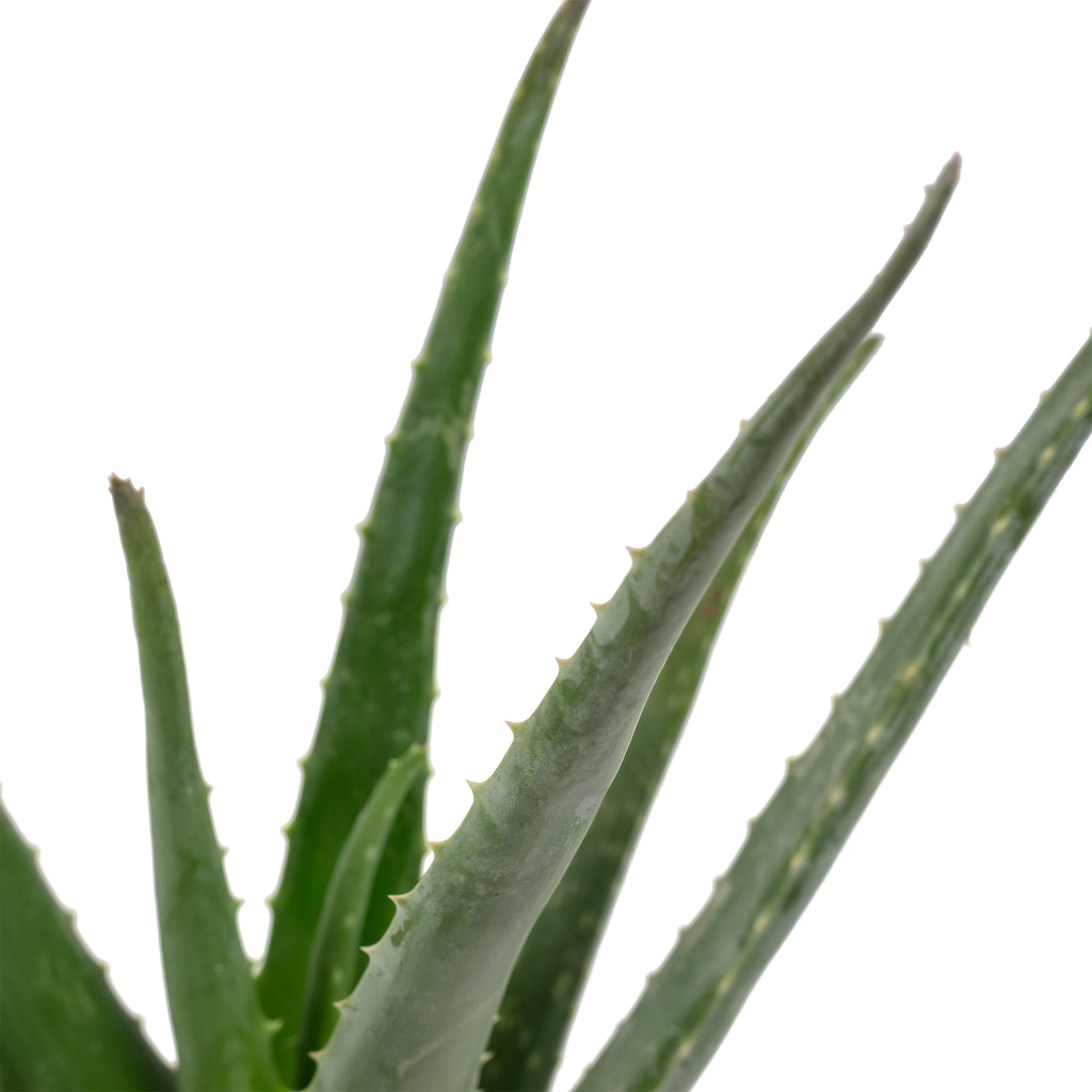 Echte Aloe - Aloe vera - Höhe ca. 40 cm, Topf-Ø 12 cm