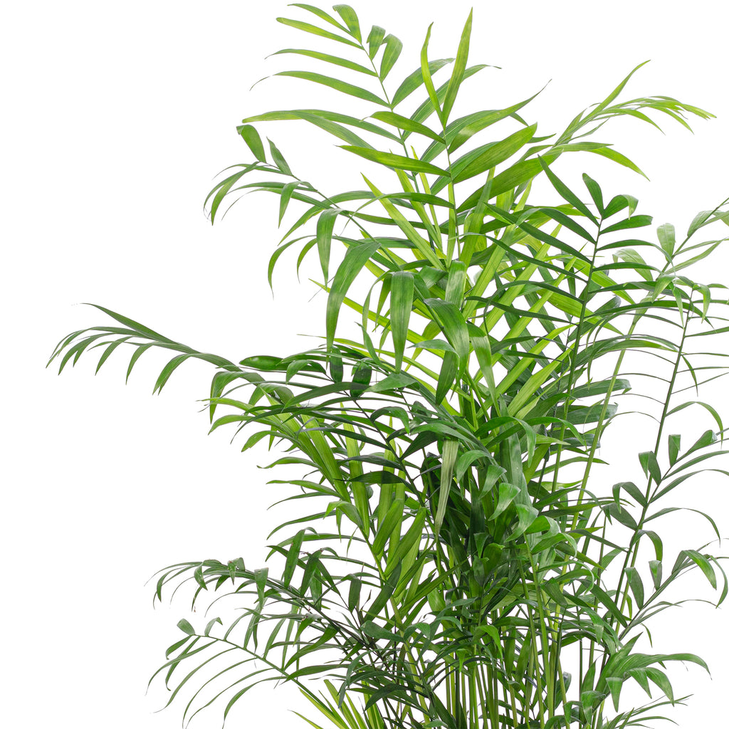 Bergpalme - Chamaedorea elegans - Höhe ca. 70 cm, Topf-Ø 17 cm