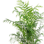 Bergpalme - Chamaedorea elegans - Höhe ca. 70 cm, Topf-Ø 17 cm
