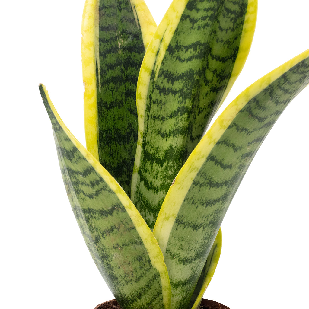 Bogenhanf - Sansevieria trifasciata Superba - Höhe ca. 30 cm, Topf-Ø 9 cm