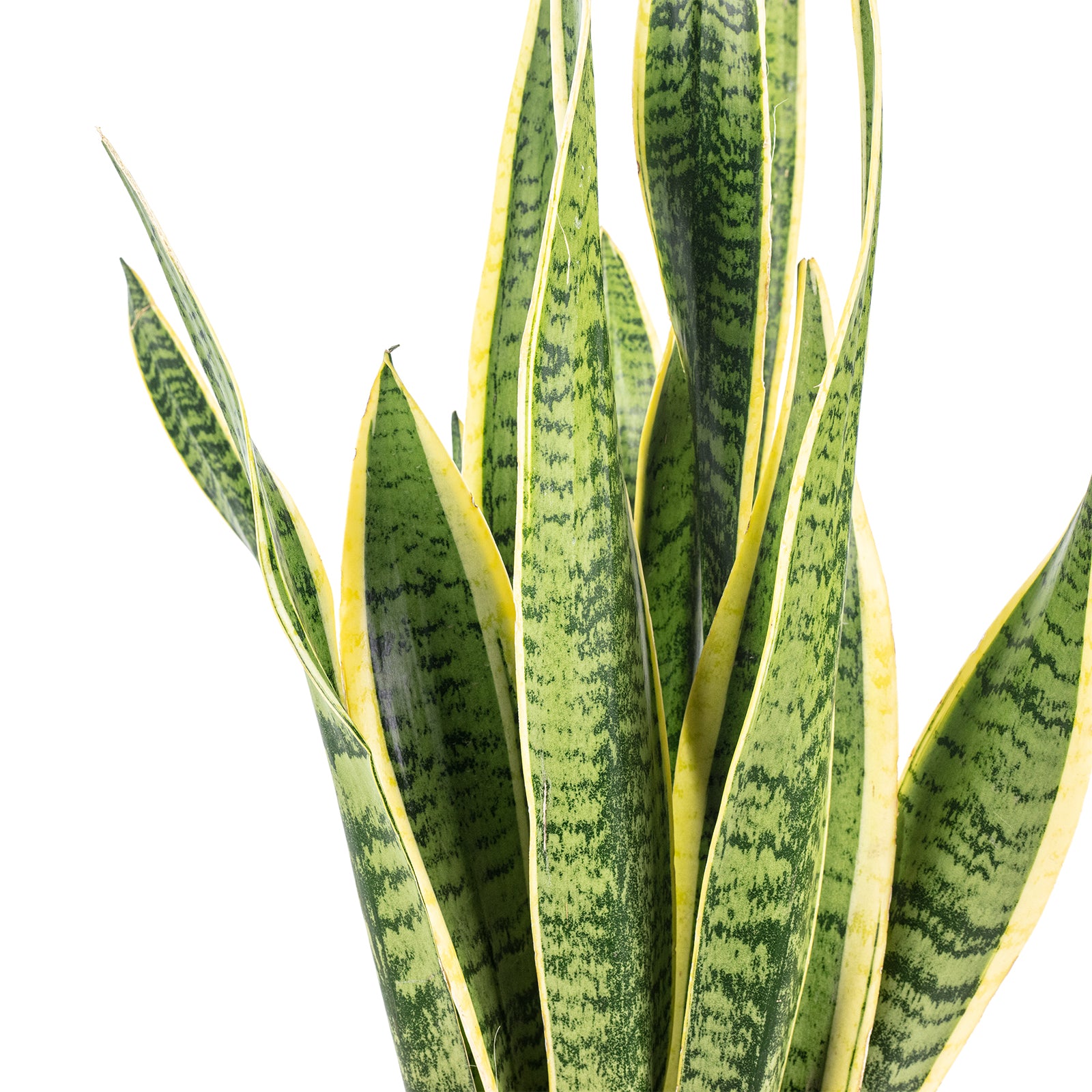 Bogenhanf - Sansevieria trifasciata Laurentii - Höhe ca. 65 cm, Topf-Ø 17 cm