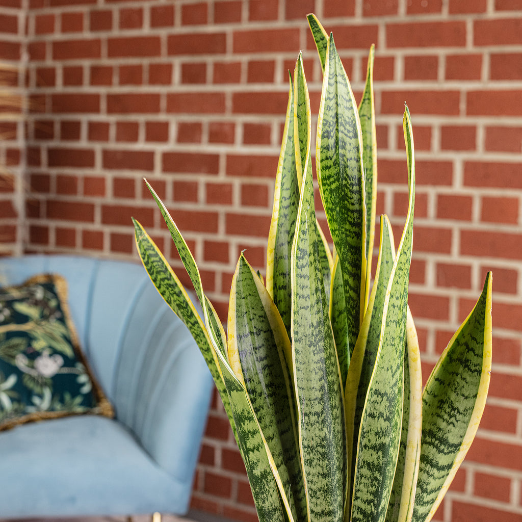 Bogenhanf - Sansevieria trifasciata Laurentii - Höhe ca. 65 cm, Topf-Ø 17 cm